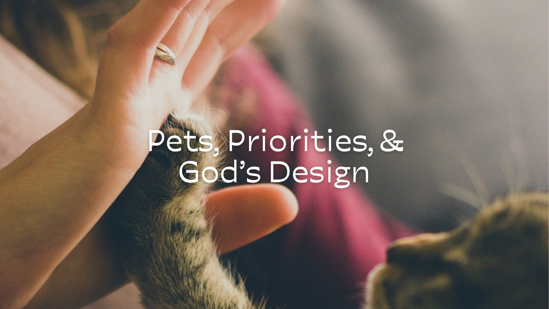 Pets, Priorities, and God's Design